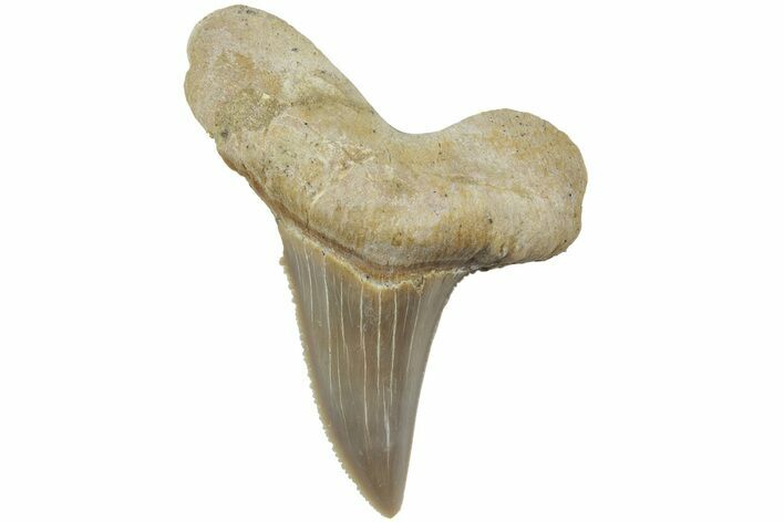 Serrated Sokolovi (Auriculatus) Shark Tooth - Dakhla, Morocco #225231